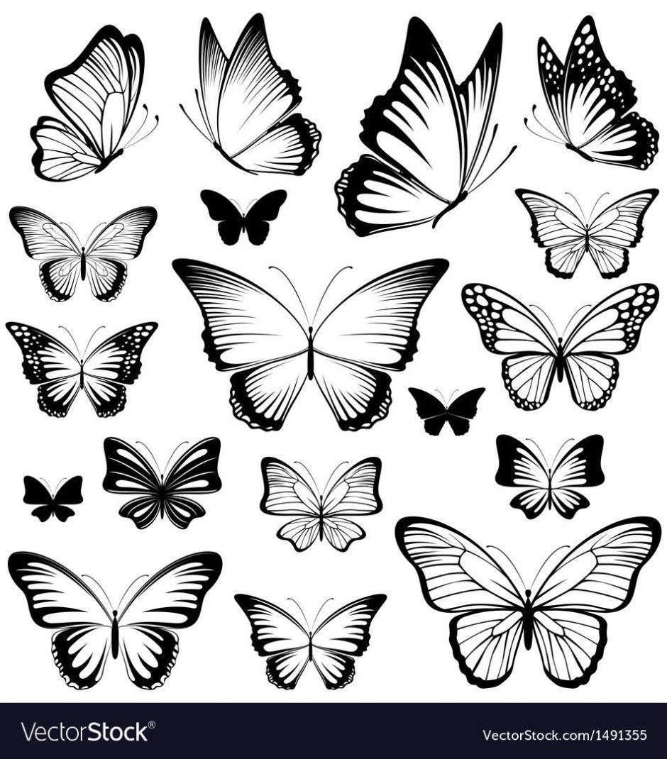 Set Butterflies silhouette open Wings Пинтерест