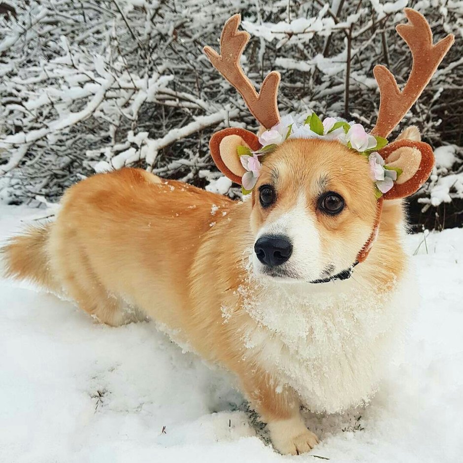 Собака корги зима