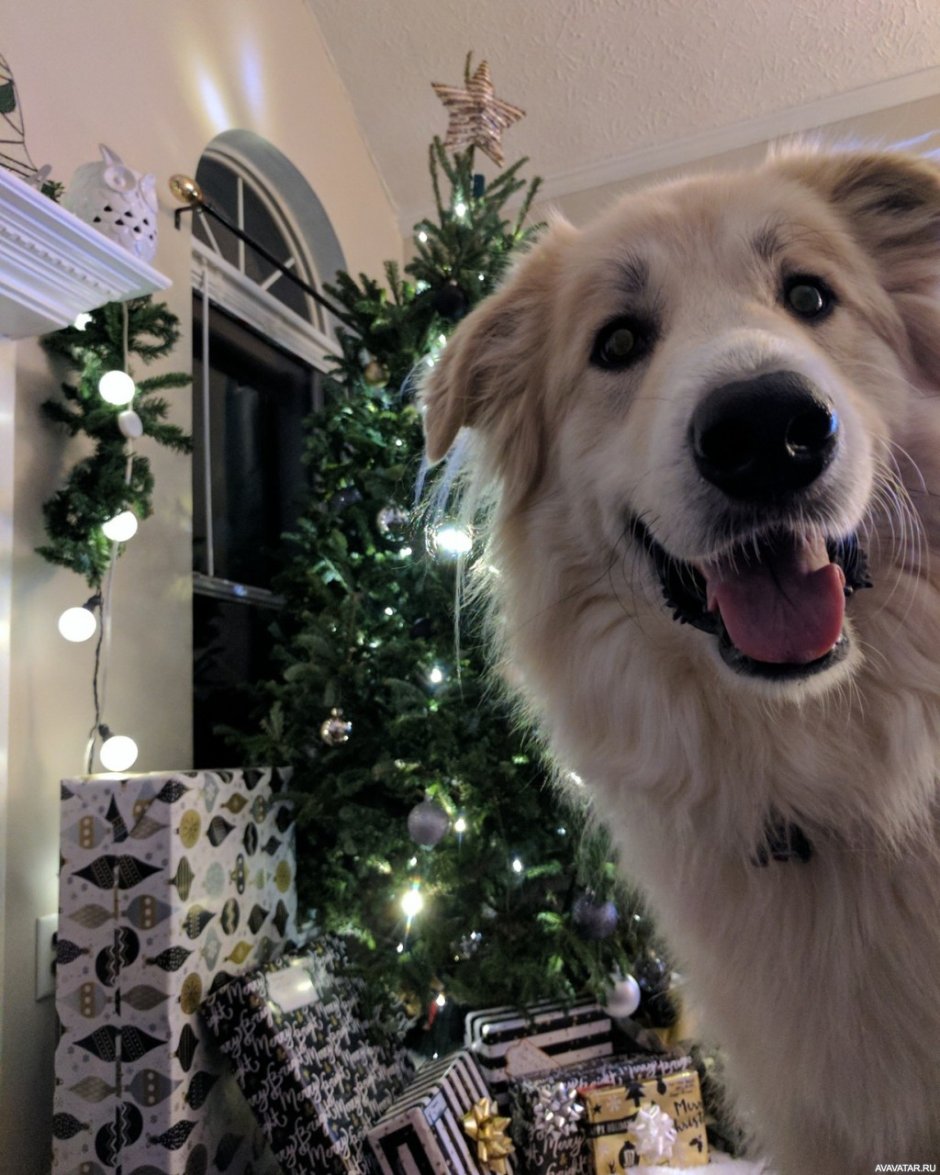 Собака и Новогодняя елка