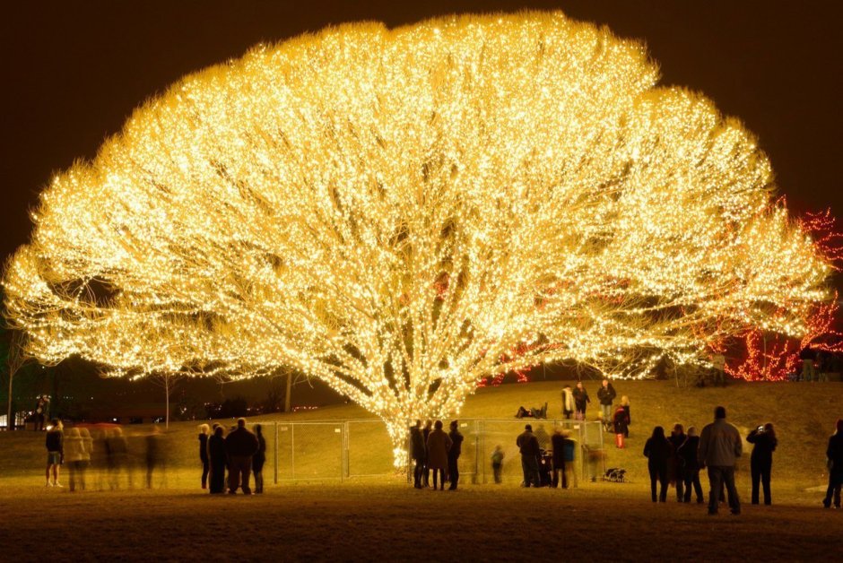 Светящееся дерево в парке