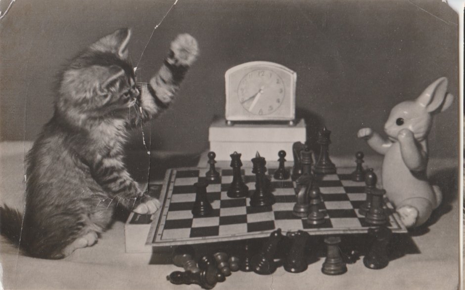 Котейки играют в шахматы