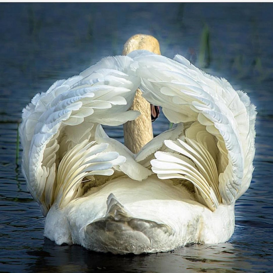 Лебедь белый в воде