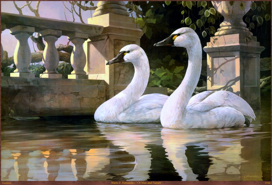 Лебеди на пруду акварель