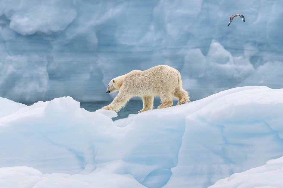 День белого полярного медведя 27 февраля