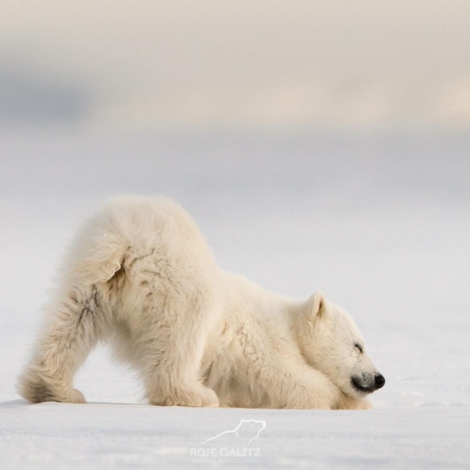 Белый медведь (Карско-Баренцевоморская популяция)