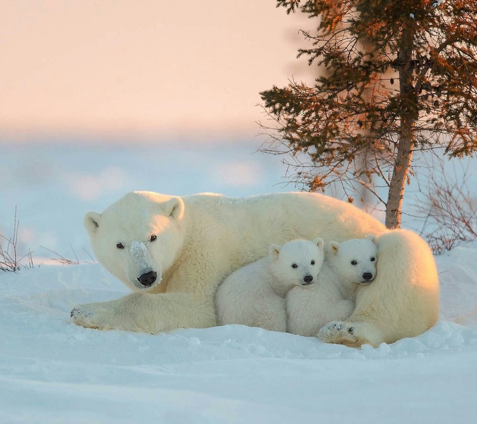 Белый медведь в Красноярском крае