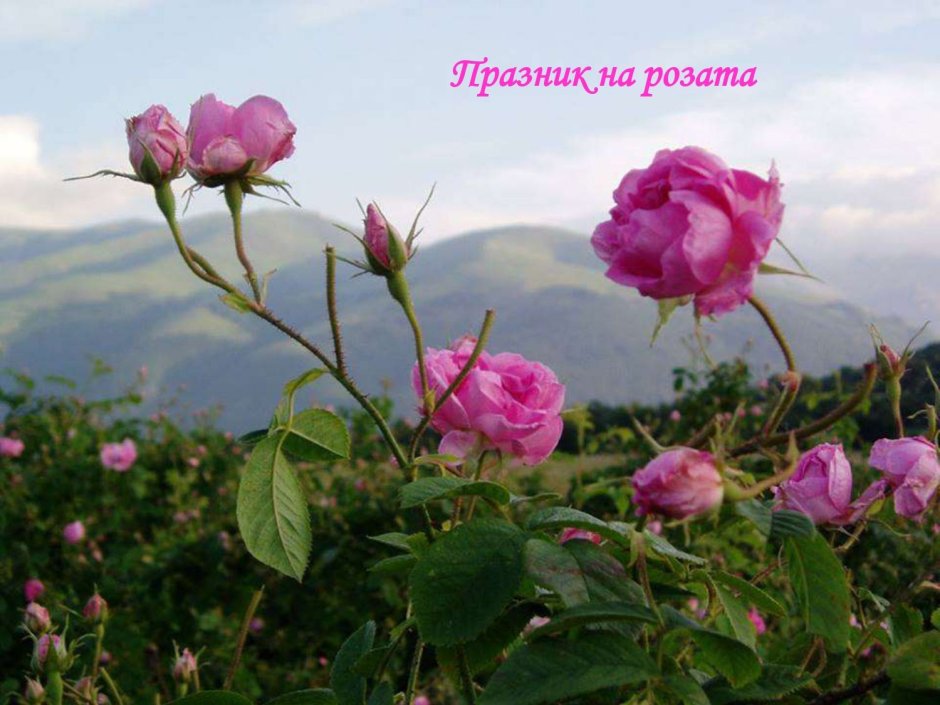 Болгарская роза