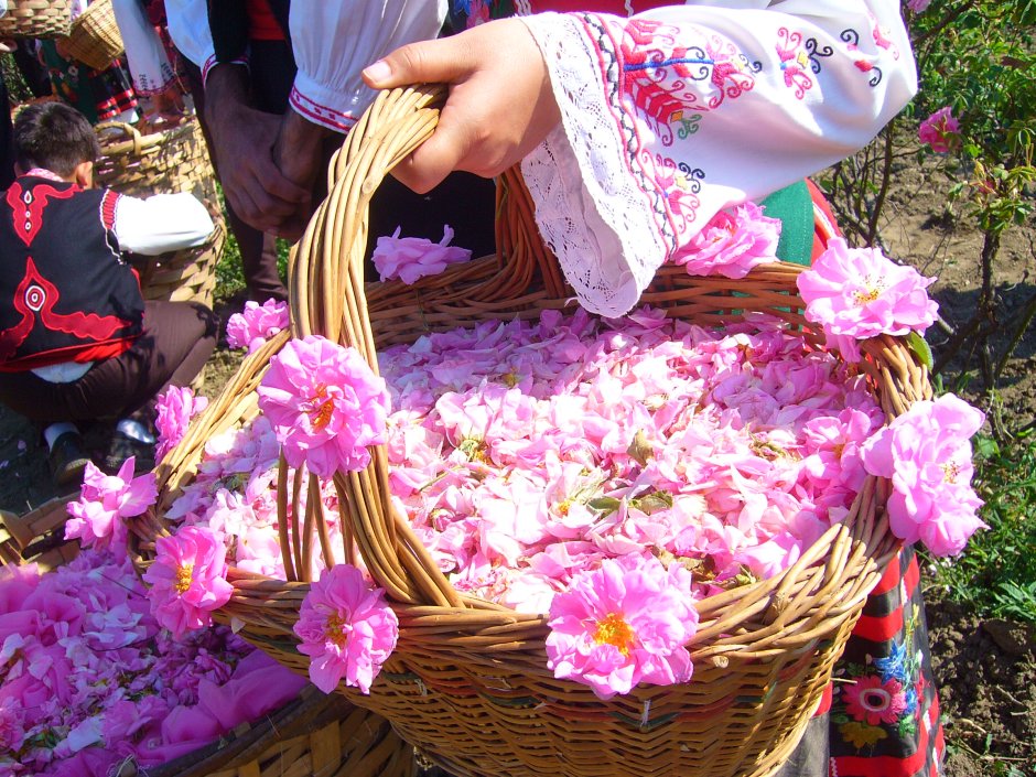 Болгария розовая Долина Казанлык