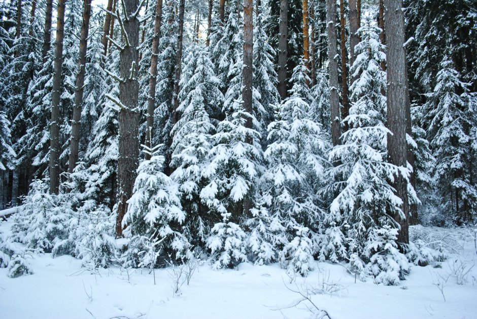 Лес Сосновый Бор зимой