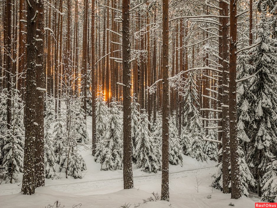 Сосновый Бор зимой лес Белоярск