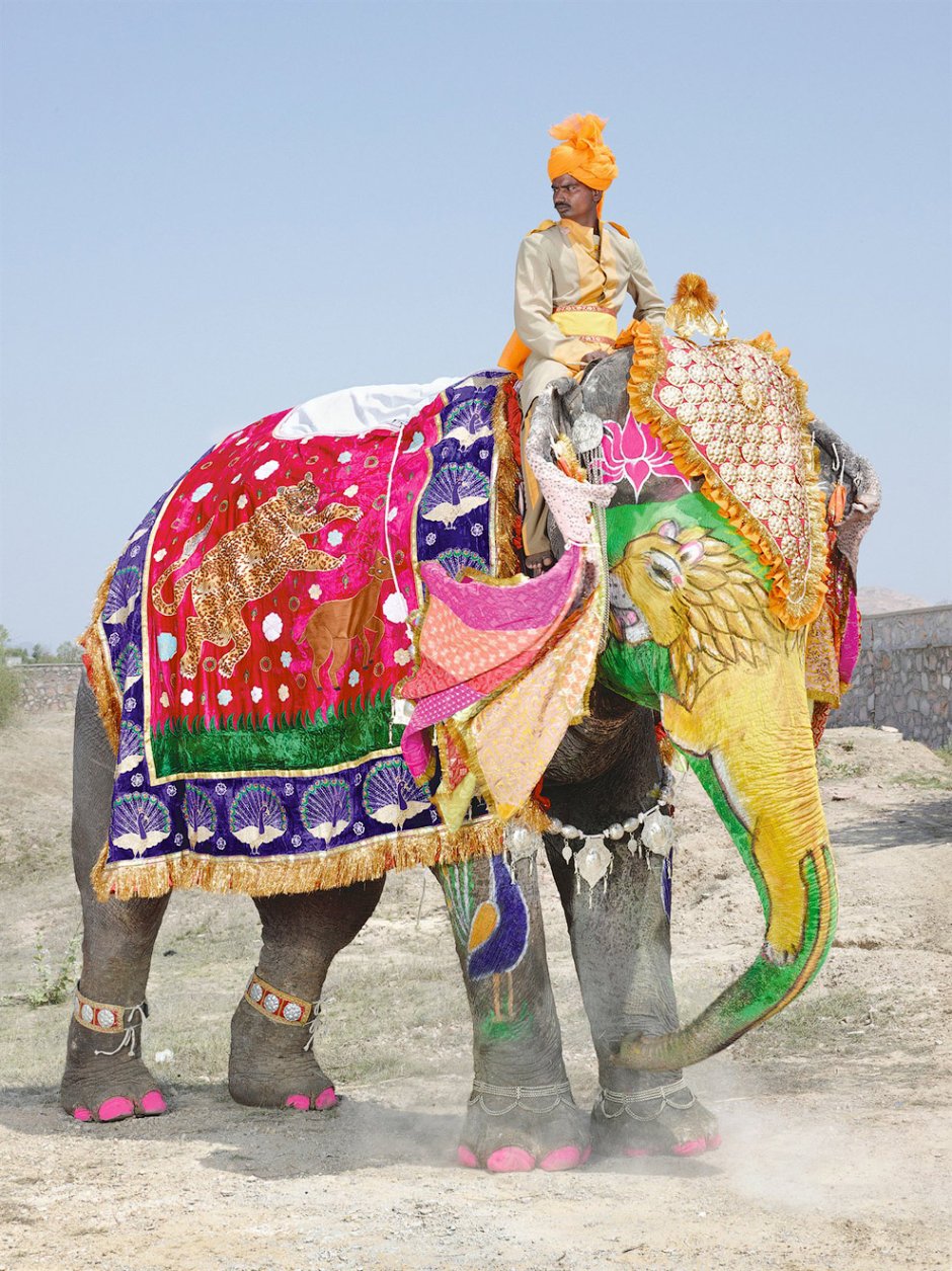 Индийский слон в Индии