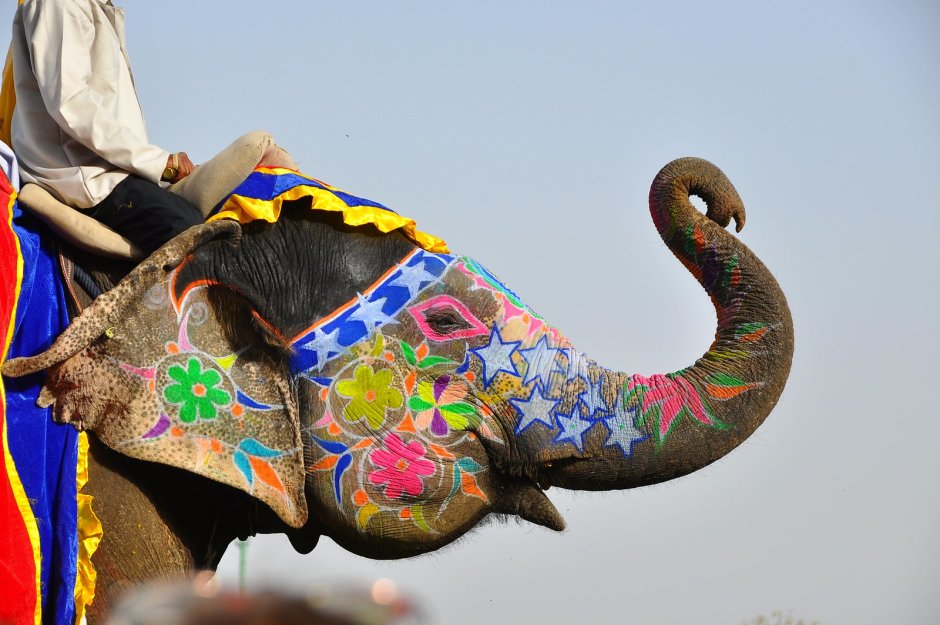 Священные индийские животные слон