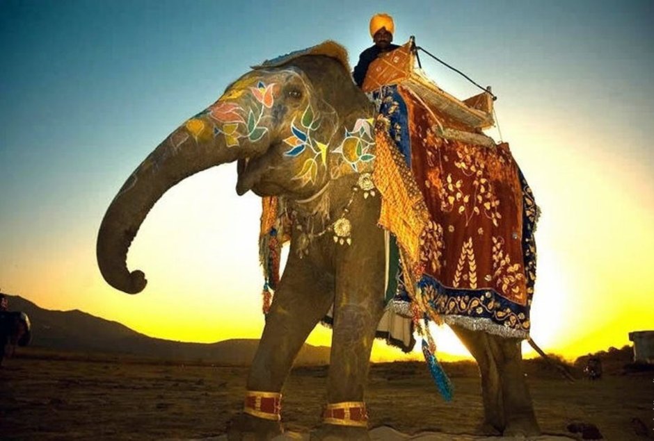 Слон в Индии Священное животное
