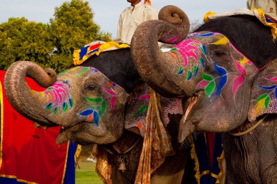Индийский слон в Индии