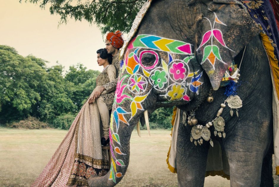 Красивые индийские слоны