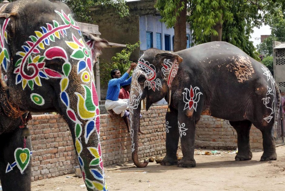 Индийский слон разрисованный