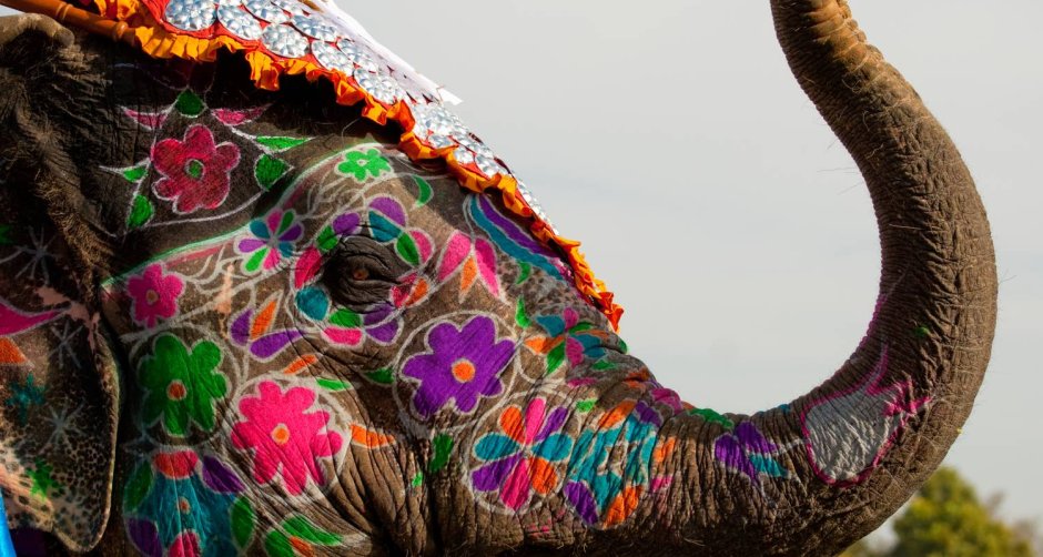 Индийский слон в украшениях живой