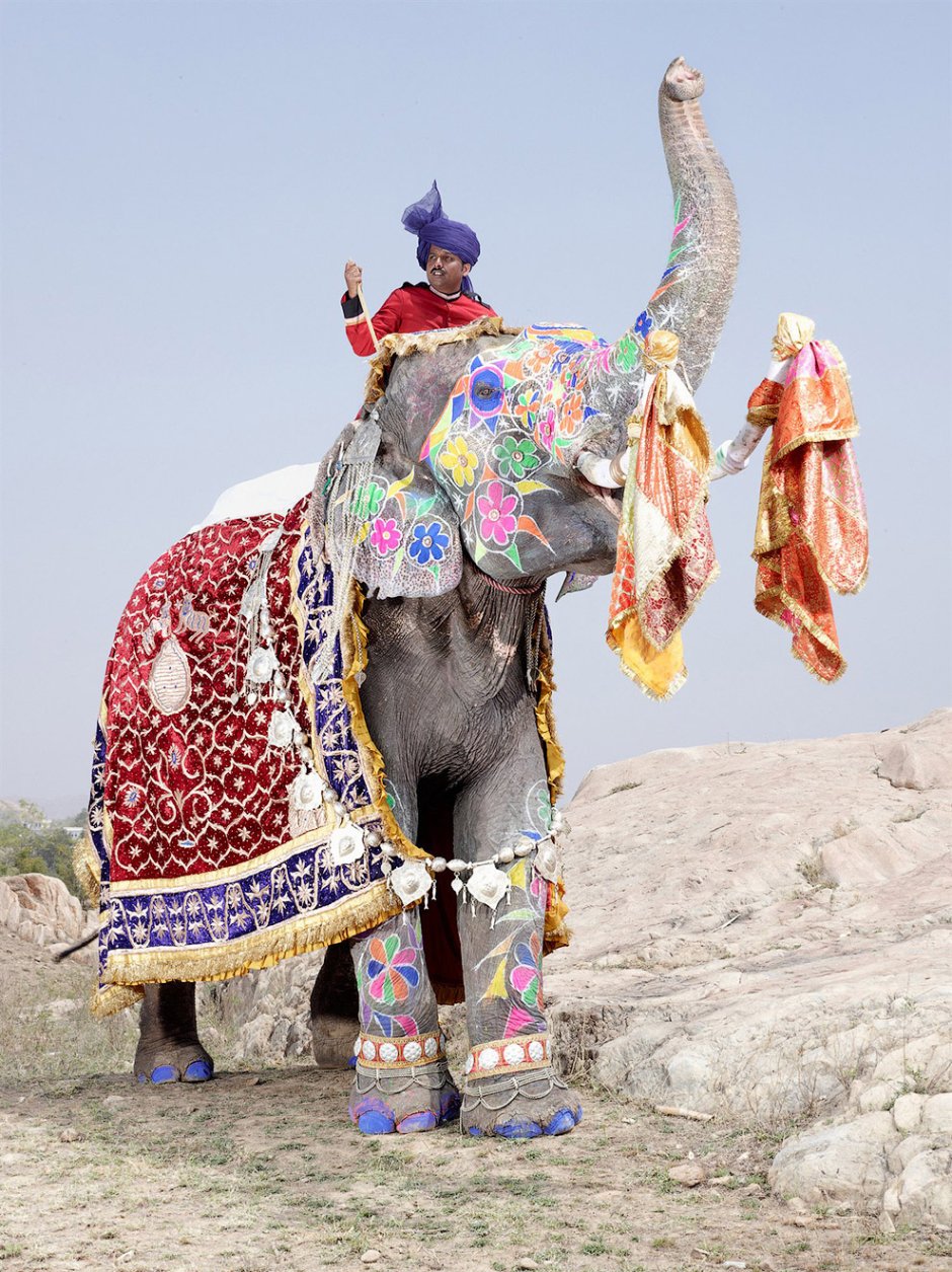Фестиваль слонов — Джайпур, Индия