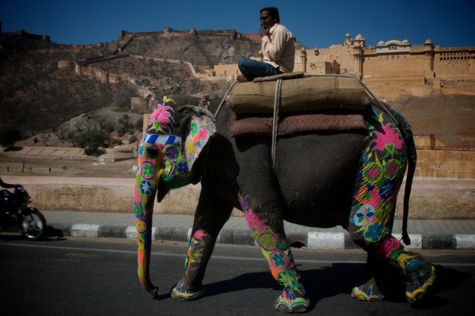 Фестиваль слонов в Индии