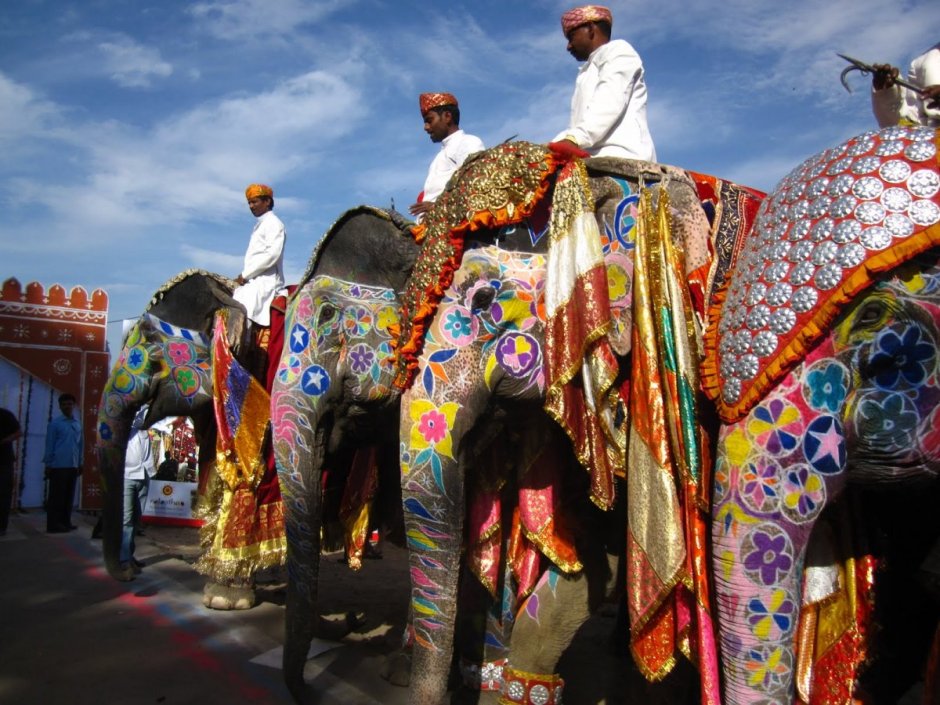 Слон на празднике Холи в Индии