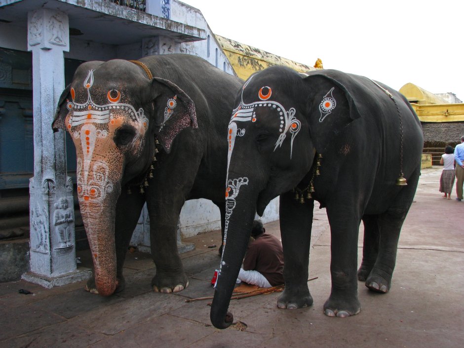 Индийский слон нарядный