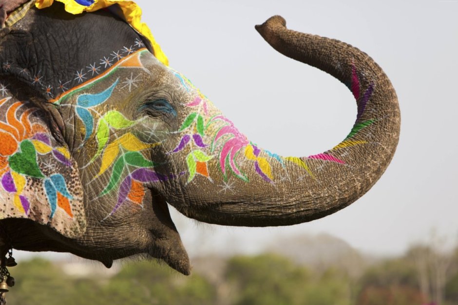 Хобот индийского слона