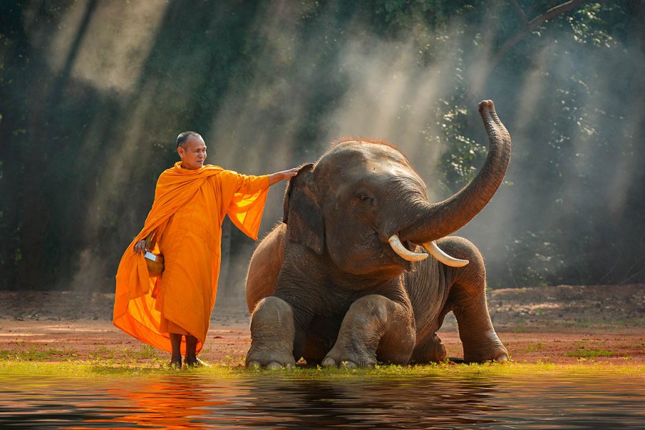 Шри Ланка слон Будда