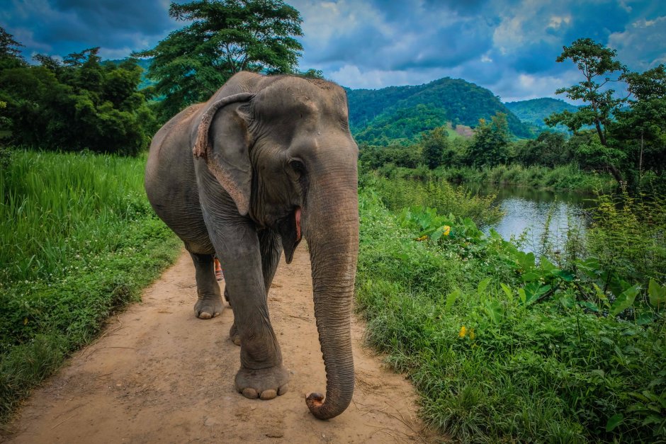 Тайланд слоны
