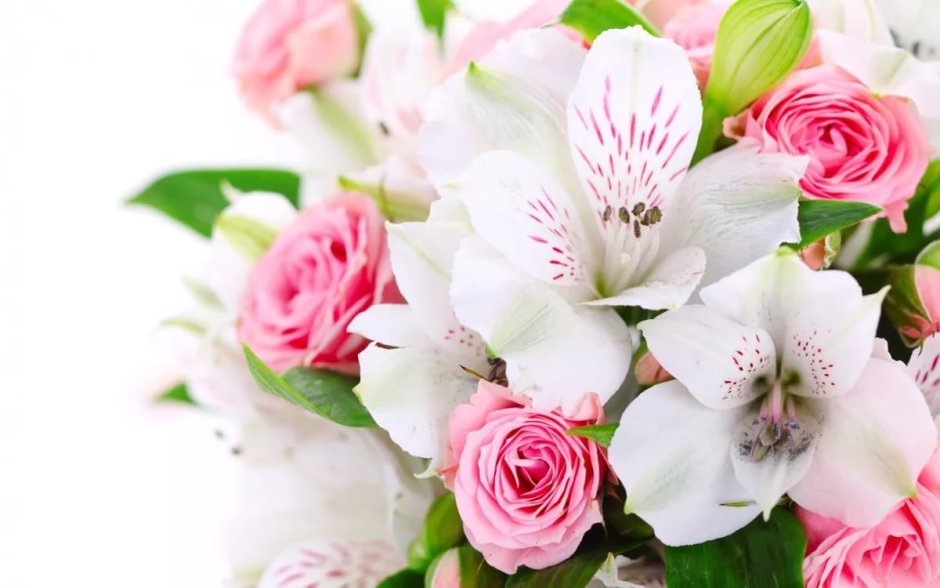 Красивые бело розовые цветы