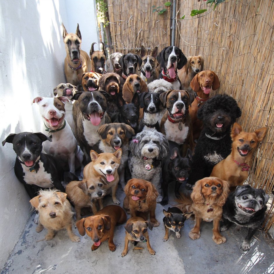 Много много собак