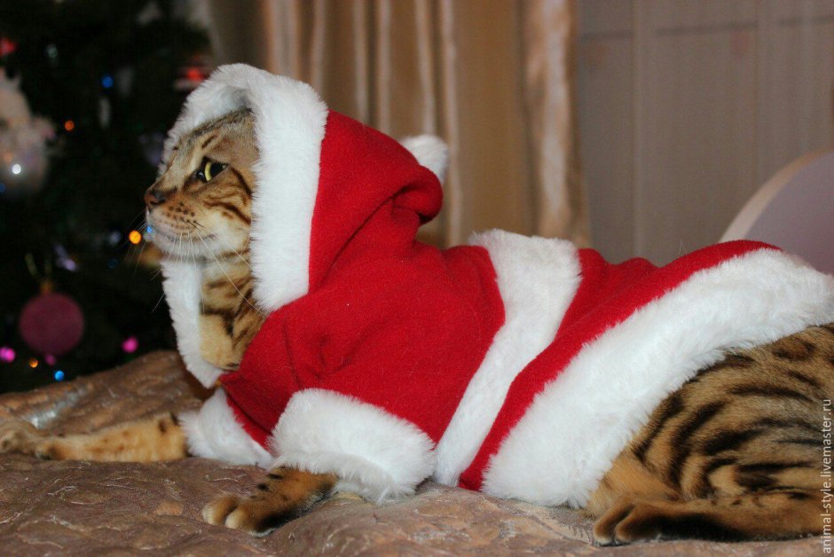 Новогодняя одежда для кошек
