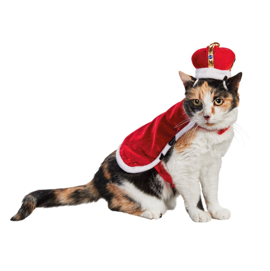 Королевский костюм для кошки