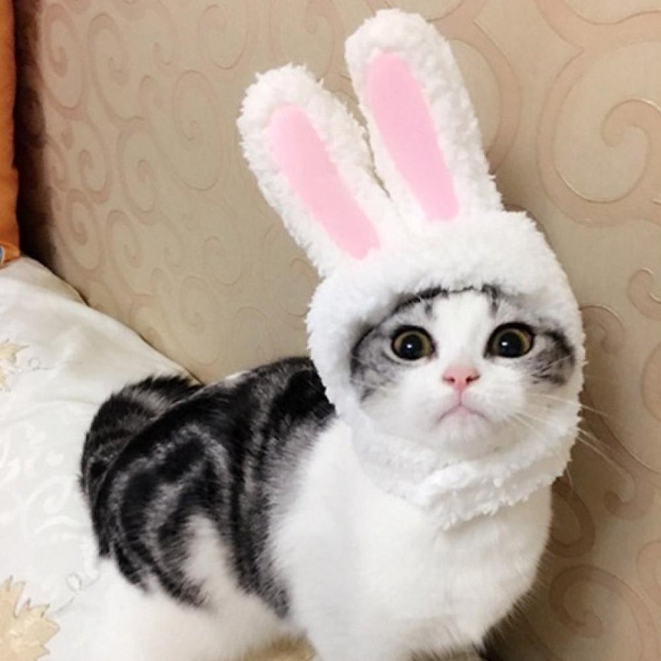 Кошка с заячьими ушами