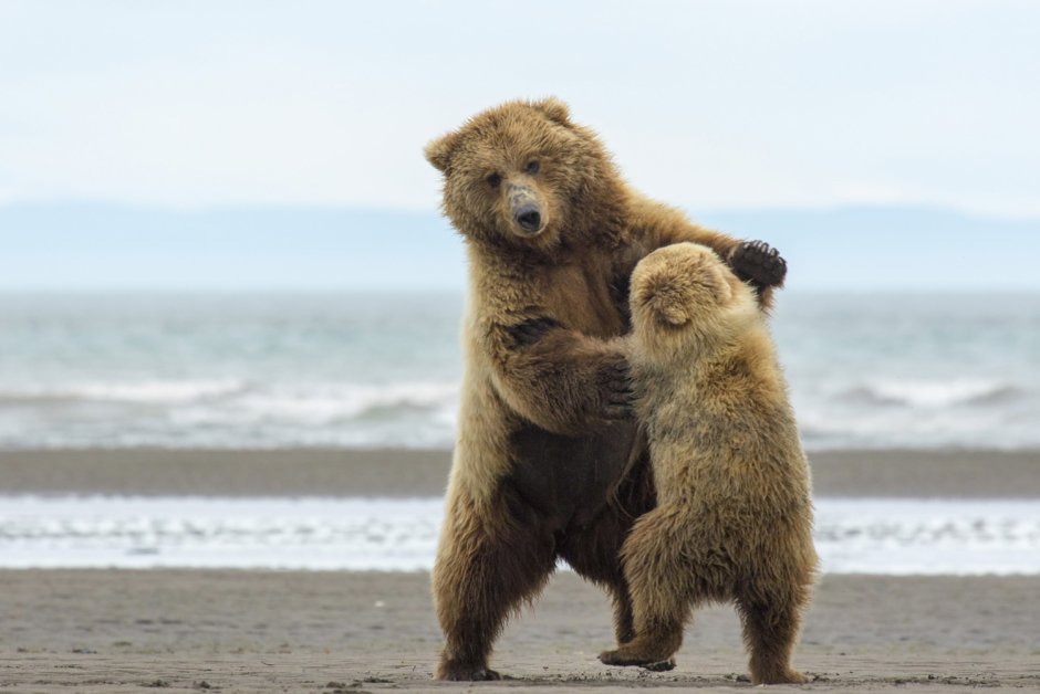 Танцующий Медвежонок
