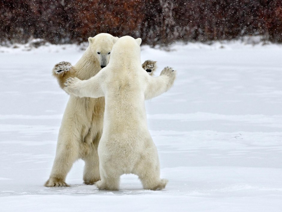 Танцующие медведи картина