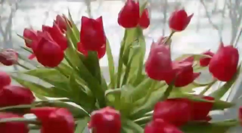 Скоро Весна тюльпаны