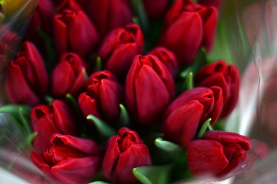Красные тюльпаны россыпью