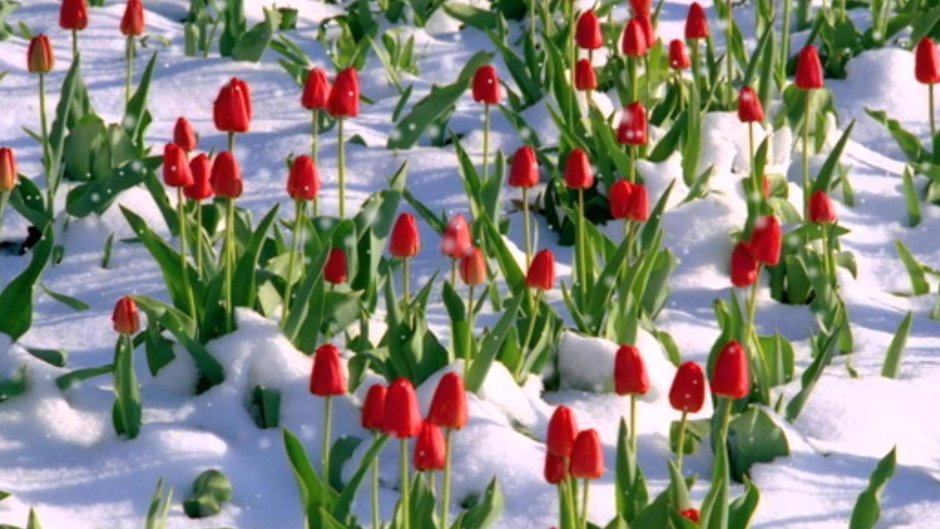 Тюльпаны в ботинках на снегу