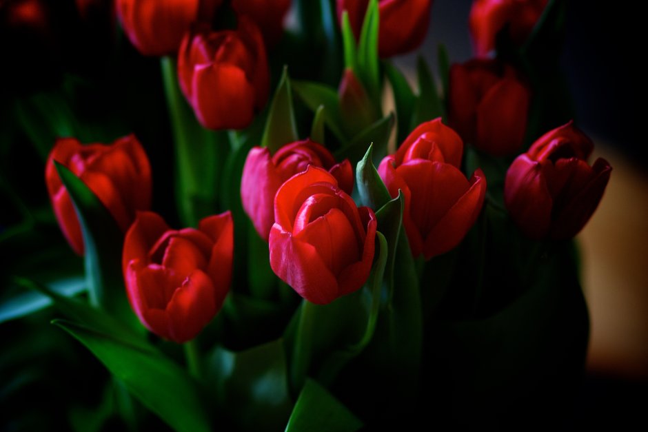 Живые цветы тюльпаны
