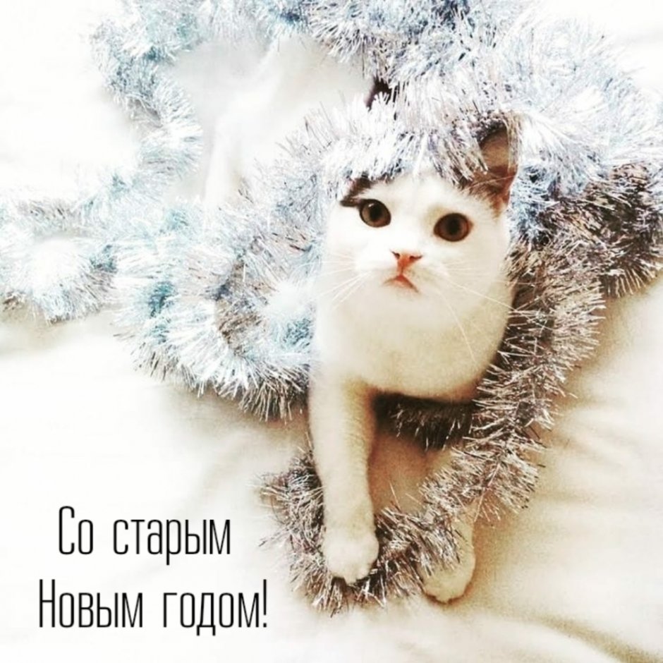 Ирина Скуловец кошки
