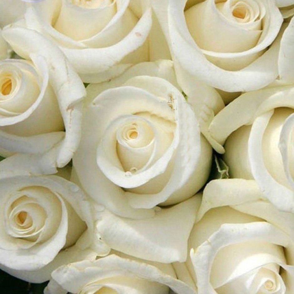 Белые розы на аву