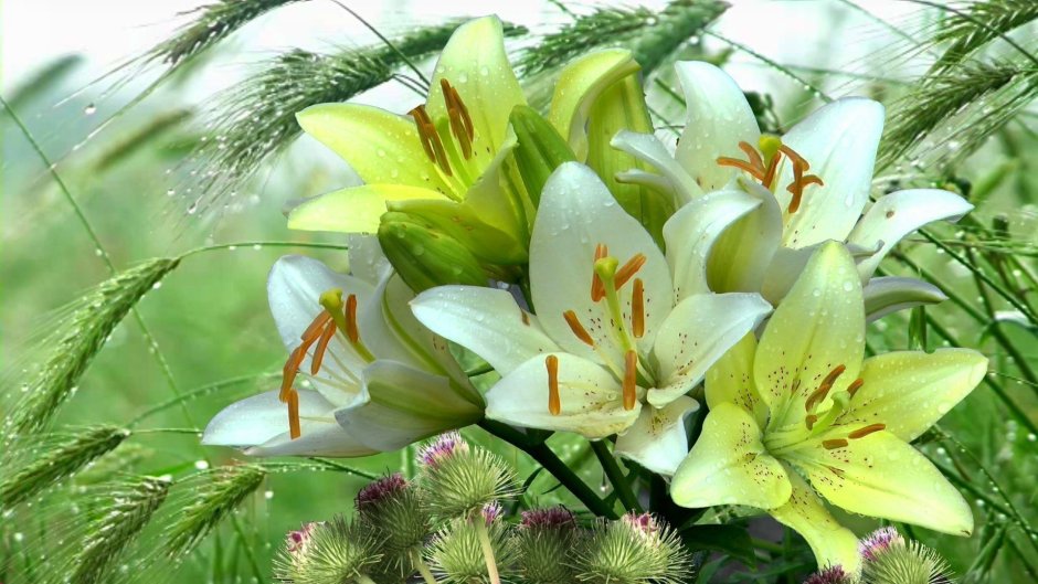 Открытки с днем рождения белые лилии