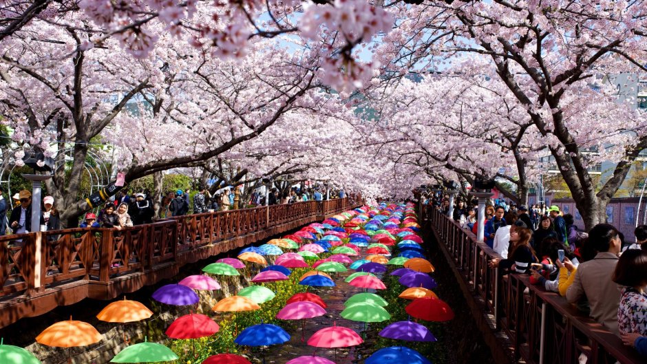 Сеул Южная Корея Cherry Blossom
