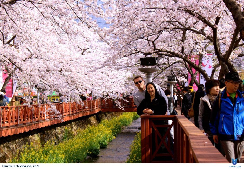 Цветение Сакуры в Южной Корее