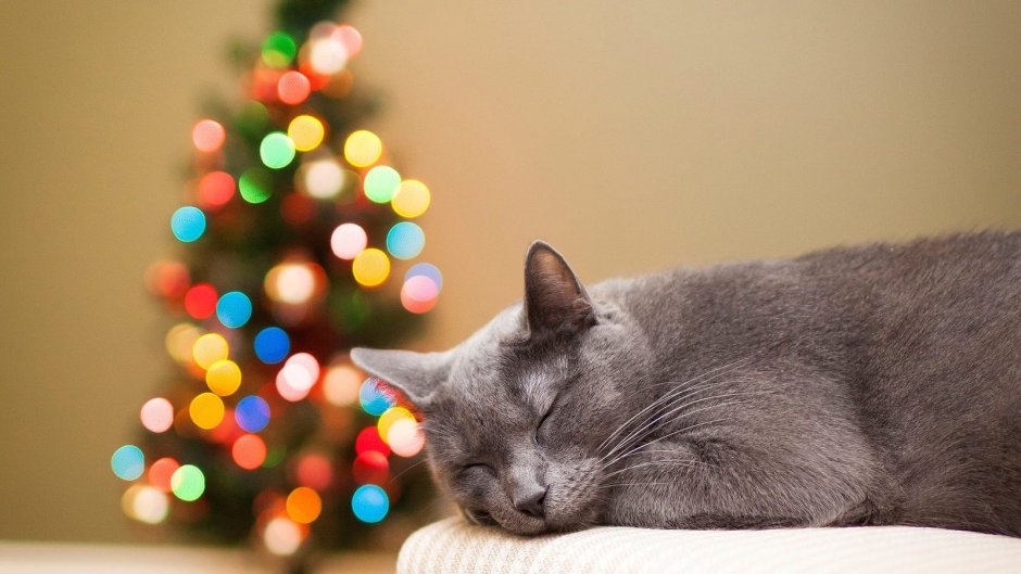 Новогодний серый кот