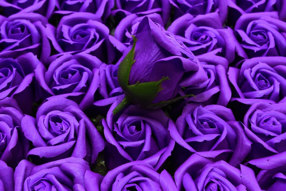 Открытки с фиолетовыми цветами