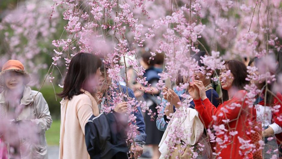 Фестиваль цветения и любования сакурой – Япония
