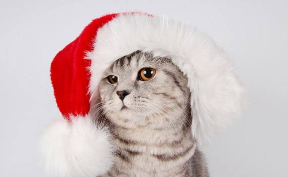 Котик в новогодней шапке арт