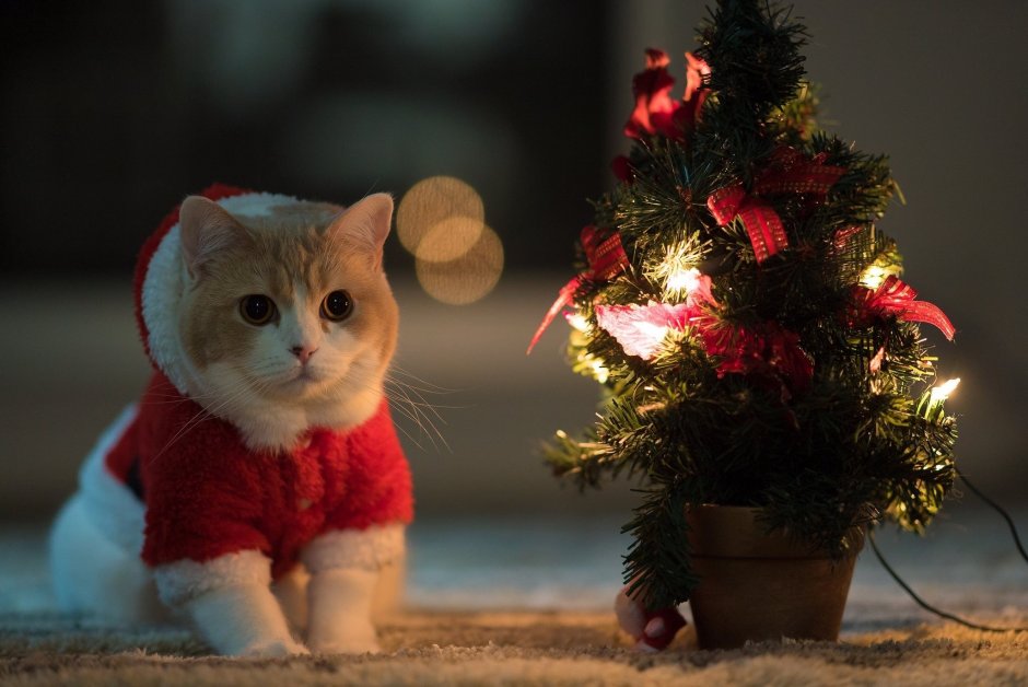 Рыжий кот и елка