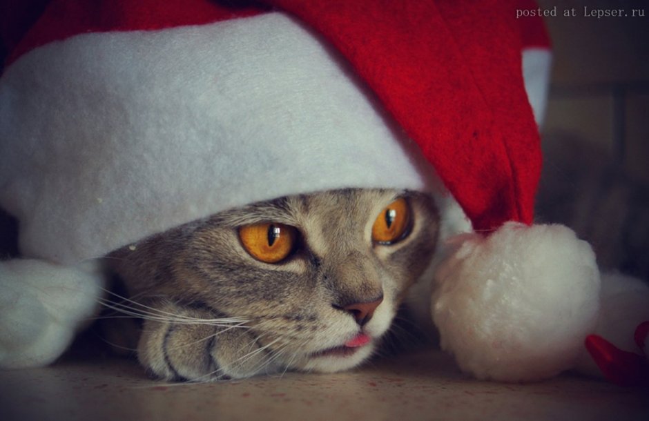 Грустный кот в новогодней шапке
